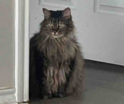 Adorable Maine Coon Mix Cat For Adoption In Dallas Texas – Meet Lilly
