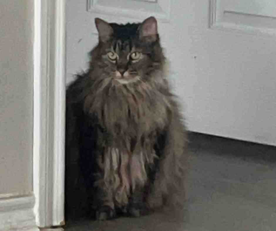 Adorable Maine Coon Mix Cat For Adoption in Dallas Texas – Meet Lilly