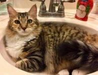 REHOMED – Cleopatra – Maine Coon Mix Cat  Jacksonville, Florida