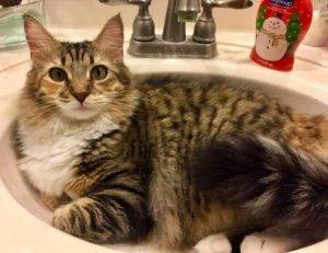 Rehomed – cleopatra – maine coon mix cat  jacksonville, florida