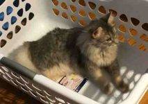 Maine Coon Mix Cat For Adoption in Indianapolis Indiana 1