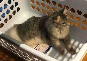 Maine coon mix cat for adoption in indianapolis indiana 1