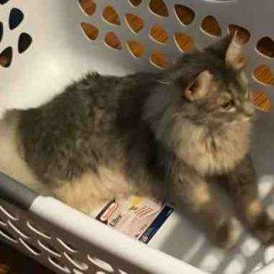 Maine coon kitten for  adoption in indianapolis indiana by owner