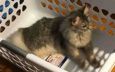 Maine coon kitten for  adoption in indianapolis indiana by owner