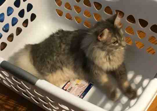 Maine Coon Mix Cat For Adoption in Indianapolis Indiana 1