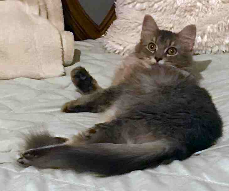 Maine coon mix cat for adoption in indianapolis indiana 3