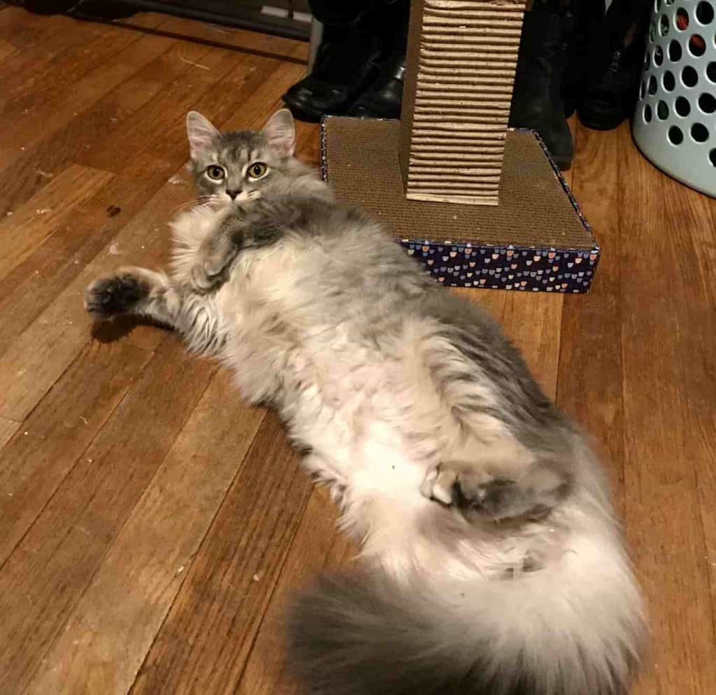 Maine coon mix cat for adoption in indianapolis indiana 8