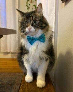 Maine coon mix cat for adoption in los angeles