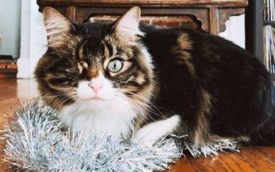 Adorable maine coon cat for adoption in los angeles – supplies included – adopt pirate pete