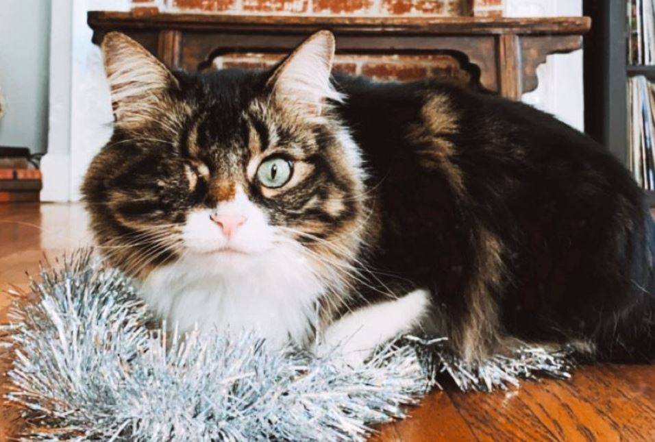 Handsome Maine Coon Cat For Adoption in Los Angeles – Supplies Included – Adopt Pirate Pete
