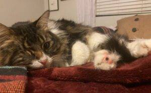 Maine coon mix cat for adoption in los angeles