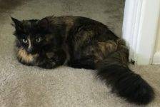 Maine Coon Mix Cat For Adoption in Pittsburgh