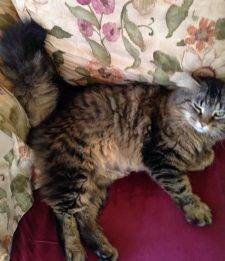 REHOMED – Wiki – Wonderful Maine Coon Mix – Indiana