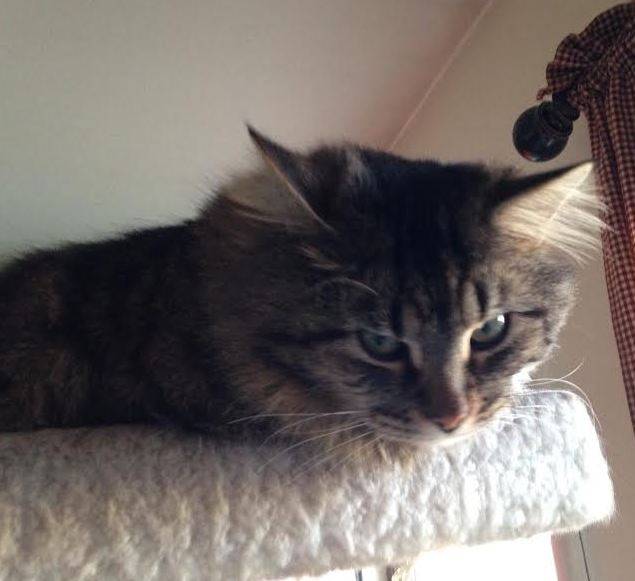 MAINE COON CAT ADOPTION INDIANA visual data 8