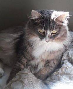 Rehomed – stunning kora – luscious and lovely maine coon / norwegian forest cat mix  – la crescenta, ca