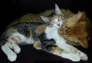 Maine coon and calico cat for adoption in las vegas