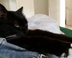Maine coon and calico cat for adoption in texas 3