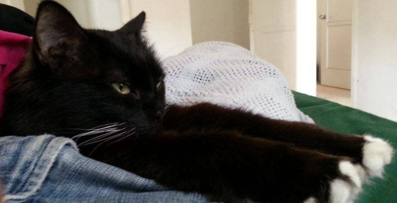 Maine Coon and Calico Cat For Adoption in Texas 3
