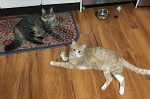 Adopted!! Sally and ponce – adorable bonded f/m young cats    seattle washington