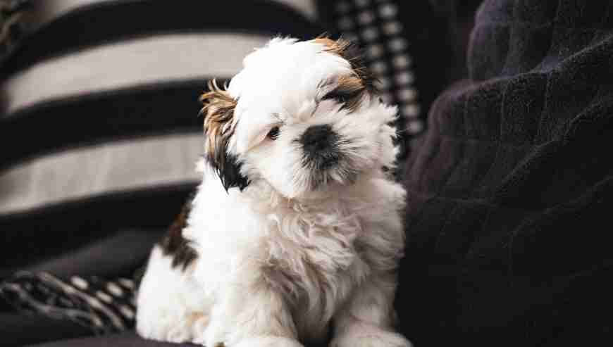 Malshi puppy photo