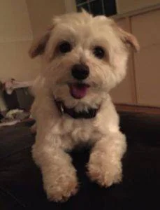 Maltipoo For Adoption in Seattle, WA – Adopt Rex the Malti-poo