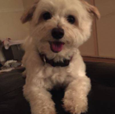 Maltipoo For Adoption in Seattle, WA – Adopt Rex the Malti-poo