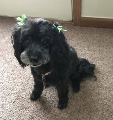 Rehomed – lovable lucy – sweet maltipoo girl, 10, port huron michigan