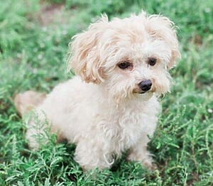 Maltipoo puppy like some of the Maltipoo puppies for adoption near you that we showcase. This cutie is sitting on green grass, his fluffy blonde coat a bit scruffy, like any dog should be!