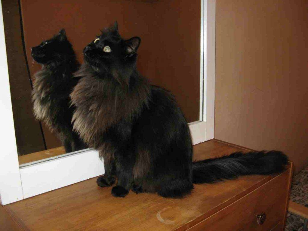 Mamita and fuzzy bear longhaired cats to adopt in edmonton ab