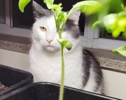 Cute photo of a white cat with black markings for adoption in toronto