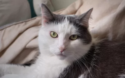 1 adorable black and white cat for adoption in toronto ontario – meet mandu