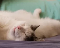 Cute photo of a white cat with black markings for adoption in toronto