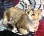Pre-Loved Calico Tabby cat For Adoption by Owner in Edmonton Alberta