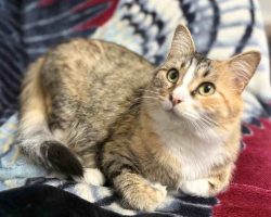Pre-Loved Calico Tabby Cat For Adoption By Owner In Edmonton Alberta