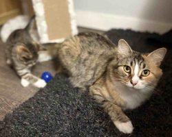 Pre-Loved Calico Tabby Cat For Adoption By Owner In Edmonton Alberta