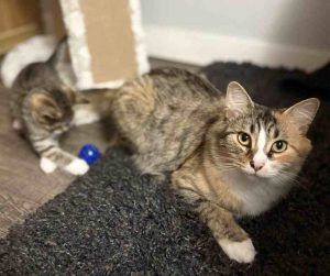 Pre-Loved Calico Tabby cat For Adoption by Owner in Edmonton Alberta
