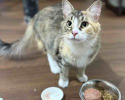 Pre-Loved Calico Tabby Cat For Adoption By Owner In Edmonton Alberta