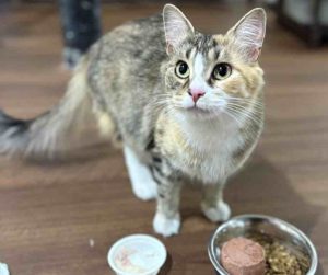 Pre-Loved Calico Tabby cat For Adoption by Owner in Edmonton Alberta