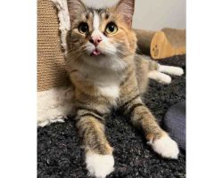 Pre-Loved Calico Tabby Cat For Adoption By Owner In Edmonton Alberta