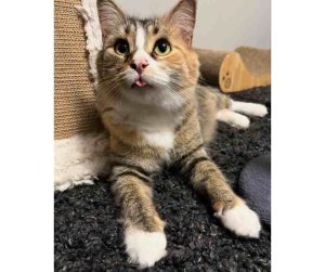 Pre-Loved Calico Tabby cat For Adoption by Owner in Edmonton Alberta