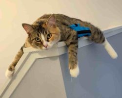 Pre-Loved Calico Tabby Cat For Adoption By Owner In Edmonton Alberta