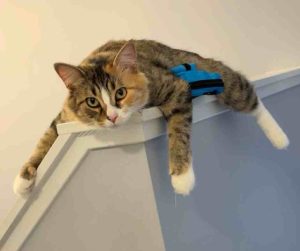 Pre-Loved Calico Tabby cat For Adoption by Owner in Edmonton Alberta