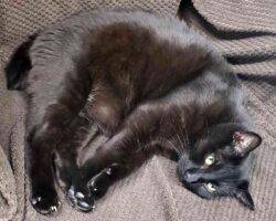Manx cat for adoption in calgary ab 2