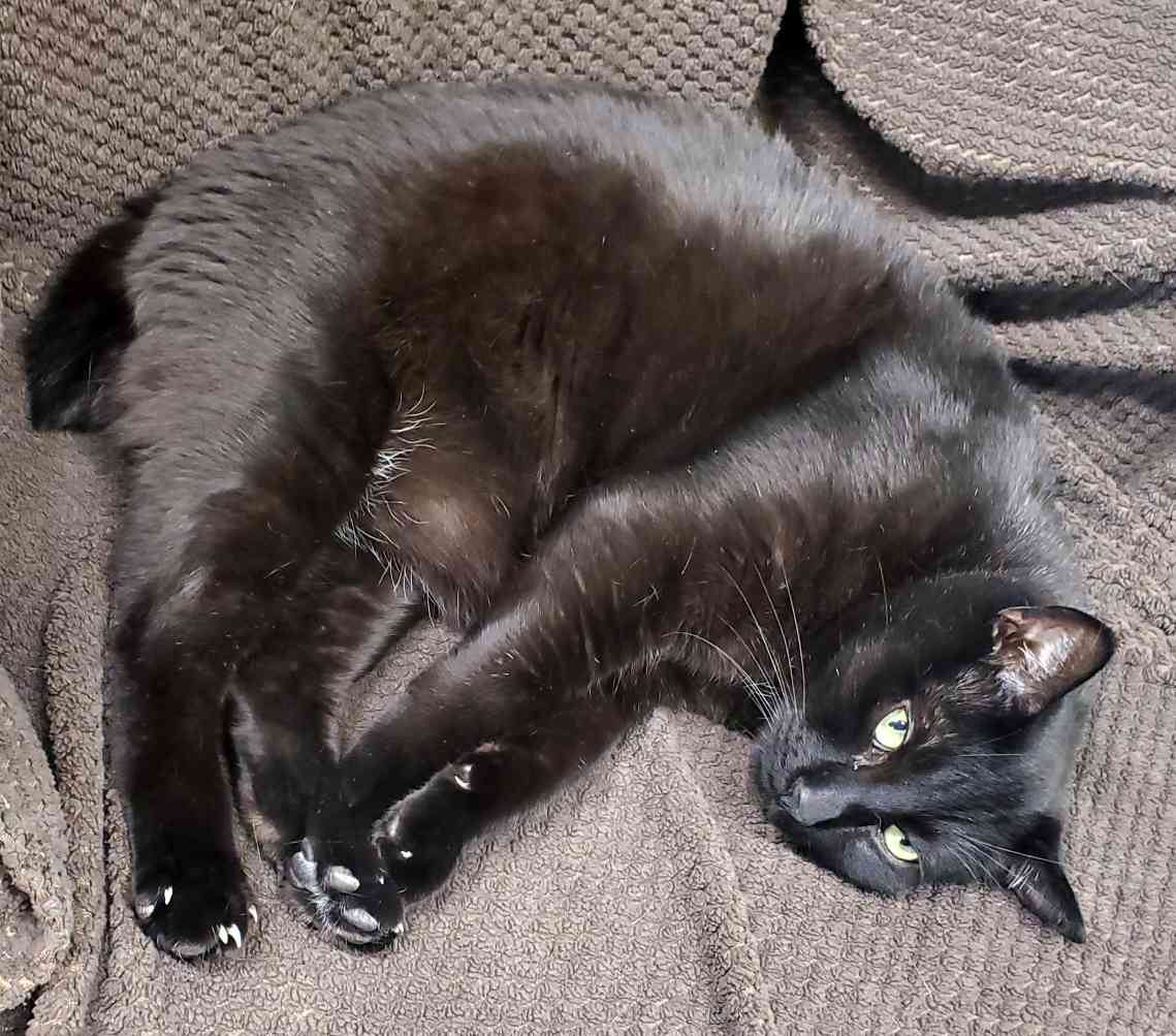 Manx & Siamese Cat For Adoption in Calgary AB Adopt Jaxson and Spencer