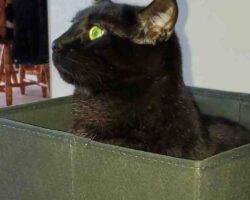 Manx cat for adoption in calgary ab 2