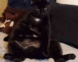 Manx cat for adoption in calgary ab 2