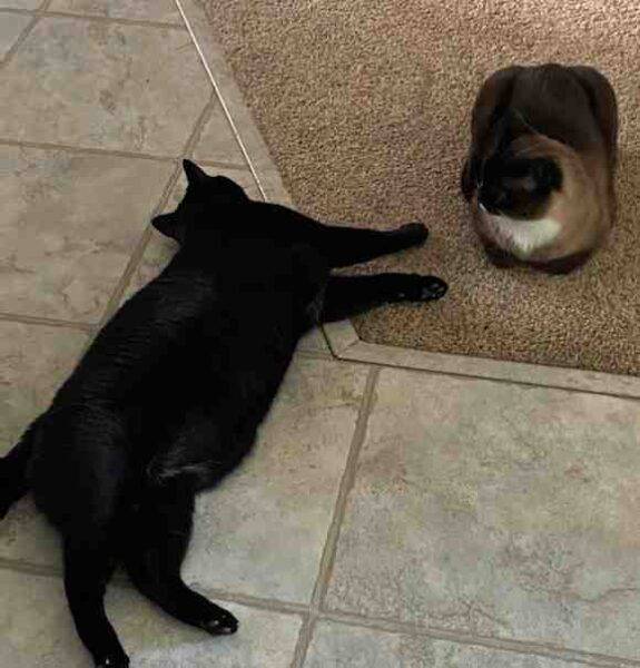 Manx & Siamese Cat For Adoption in Calgary AB Adopt Jaxson and Spencer