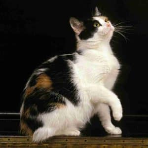 Manx cat
