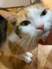 Alice - Cute Calico Cat For Adoption