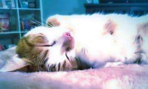 Marley Dingo 2 Sibling Cats Orange Tabby Tortoiseshell Cats Private Adoption Phoenix AZ 4